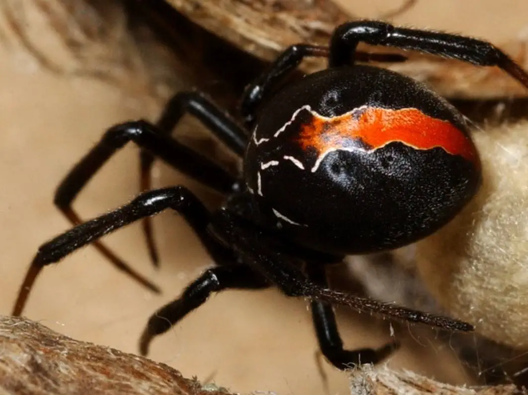 does-new-zealand-have-dangerous-spiders-explained-and-why-loving