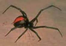 redback spider comp