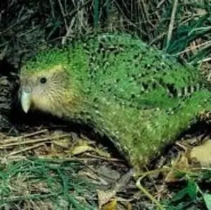 kakapo-nz-flightless-parrot