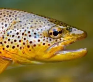 brown-trout-jpg