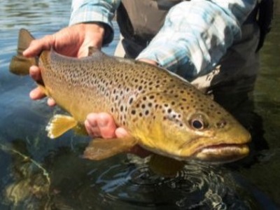 brown trout